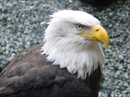 Bald eagle wallpapers 8