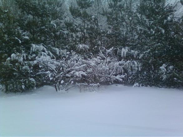 Winter storm jan.2014