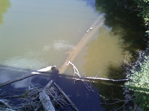 Dead tree under river july 2014