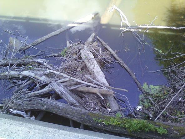 Dead trees with snakes