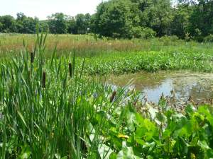 Wetlands-of-Paunacussing