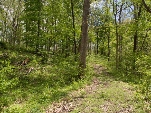camp walking path