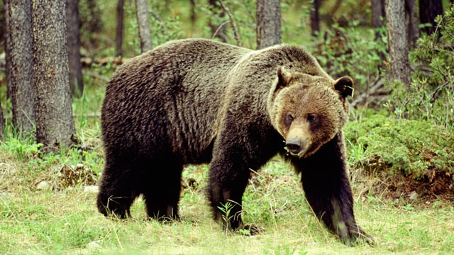 Grizzly bear.