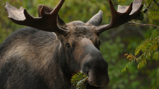 moose